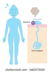 Eccrine glands are located all over the human body.  bad smell develop when bacteria on the skin break down eccrine sweat. 
Isolated on white background