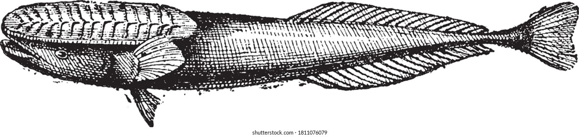 The echeneis fish, From the Dictionary of Word and Things, 1888.