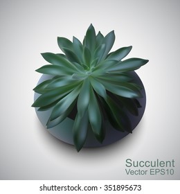 Echeveria a beautiful succulents in a pot. Photo-realistic vector.