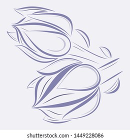 Echeveria buds vector sketch, logo, icon, card.