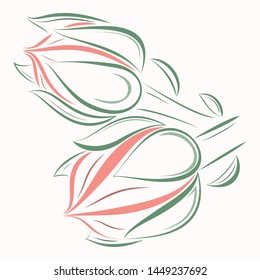 Echeveria buds vector sketch, logo, icon, card.