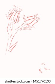 Echeveria buds vector sketch, logo, icon, postcard.