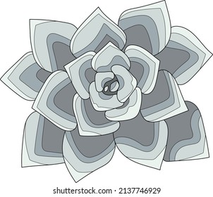 Echeveria desert landscape succulent plant in shades of blue and gray
