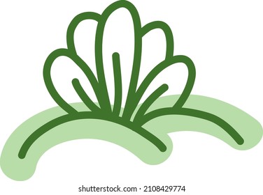 Echeveria elegans, illustration, vector on a white background.