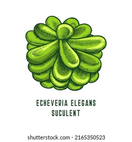 Echeveria elegans succulent, vector icon or sketch
