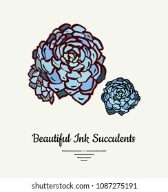 Echeveria hand drawn succulent vector isolated illustration. Modern ink succulent plant logo, icon, poster, banner, postcard. Minimalistic floral illustration floristry shop. Beautiful succulent plant