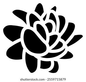 Echeveria laui view from top. Simple style vector illustration or icon. Succulent plant in black and white flat style. Useful for print and design. 