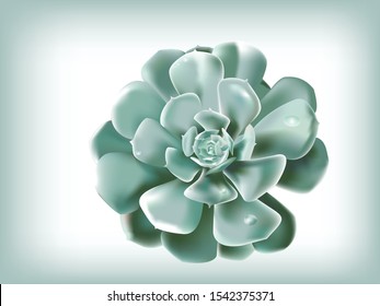 Echeveria Lola illustrations for your design