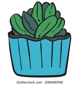 Echeveria Plant in a Ceramic Pot