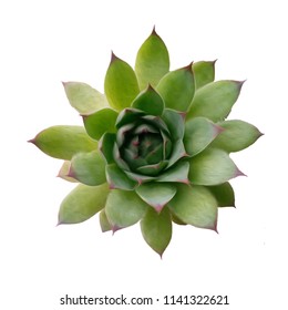 Echeveria, realistic vector illustration, succulent plant, top view.