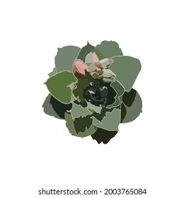 echeveria shaviana succulent top view vector illustration. leaves in green tones with pink flowers