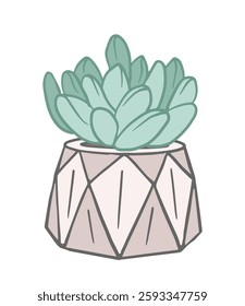 Echeveria, succulent with fleshy leaves in a pot, hand drawn illustration. Botanical design for eco environment, flower shop, spring poster, postcard.