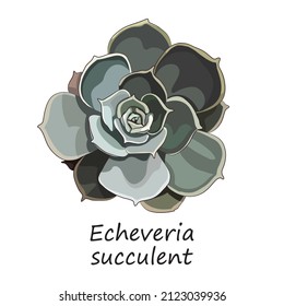 Echeveria succulent. Stone rose. Vector illustration.
