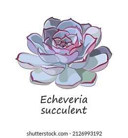 Echeveria suculenta. Rosa de piedra. Ilustración vectorial en un estilo plano.