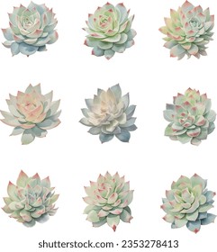 Echeveria.Set of succulents isolated on white background. Watercolor illustration.
