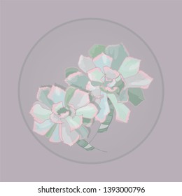 Echeveria.Succulents with a pink shade. 
Popular indoor plants
