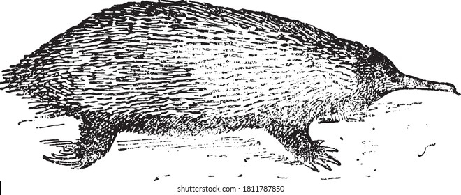Echidna animal, From the Dictionary of Word and Things, 1888.