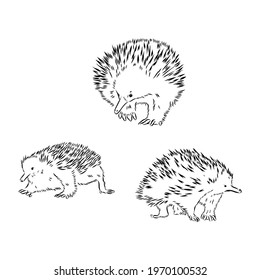 Echidna, Australian animal linear hand drawn illustration. Vector.