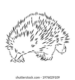 Echidna, Australian animal linear hand drawn illustration. Vector.