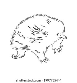 Echidna, Australian animal linear hand drawn illustration. Vector.