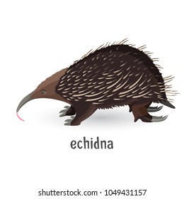 Echidna covered with coarse hair and sharp needles