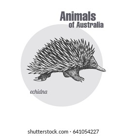 Desenho da mão de Echidna. Série Animals of Australia. Estilo de gravação vintage. Ilustração de arte vetorial. Isolamento gráfico preto sobre fundo branco. O objeto de um esboço naturalista.