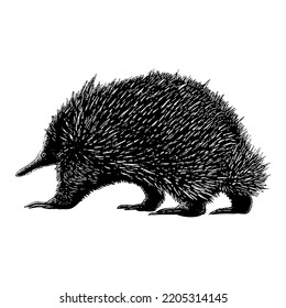 Echidna hand drawing vector illustration isolated on white background