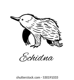 Echidna icon in doodle style. Logotype for business. Vector illustration.