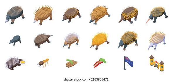 Echidna icons set isometric vector. Australia animal. Fauna claws