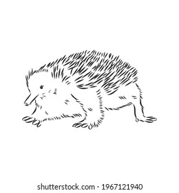 Echidna illustration, drawing, engraving, ink, line art, vector