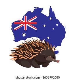 Echidna with map of Australia in the background. vector illustration design.