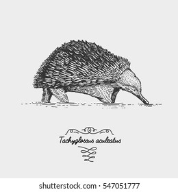 Echidna Tachyglossus aculeatus engraved, hand drawn vector illustration in woodcut scratchboard style, vintage drawing australian species rare