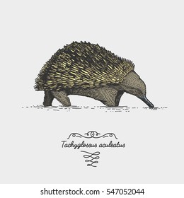 Echidna Tachyglossus aculeatus engraved, hand drawn vector illustration in woodcut scratchboard style, vintage drawing australian species rare.