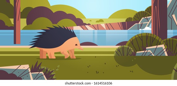 echidna walking in forest australian wild animal wildlife fauna concept landscape background horizontal vector illustration