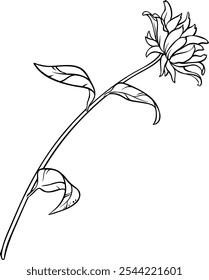 Echinace Purpurea Plant Outline Illustration