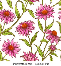 echinace purpurea vector pattern