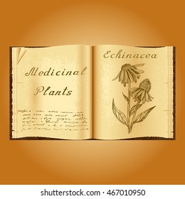 Echinacea. Botanical illustration. Medical plants. Old open book herbalist. Grunge background. Vector illustration