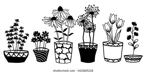 Echinacea, chamomile, schefler, noble hepatica, zephyrantes, stokesia in pots. Vector icon on white background.