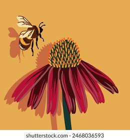 Equinácea, coneflower and bumblbee, dibujo de Vector floreciente planta silvestre, composición floral, ilustración botánica dibujada a mano