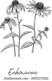 Echinacea Coneflower. Sketchy Hand-drawn Vector Illustration.