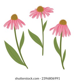 Echinacea, coneflowers, vector drawing wild plants at white background, floral elements, hand drawn botanical illustration