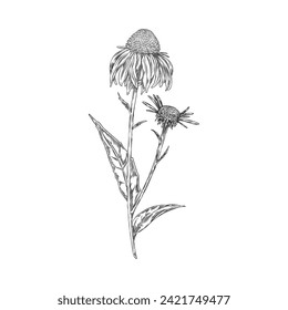 Echinacea flower engraved hand drawn. Beautiful blossom Echinacea, daisy coneflower flowers on a stem with leaves. Aurvedic and Medical healing organic herb vector ink botanical illustration