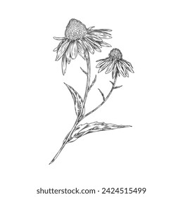 Echinacea flower engraved hand drawn. Ayurvedic and Medical healing organic herb vector ink style botanical illustration. Beautiful blossom Echinacea branch, daisy coneflower flowers with leaves