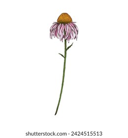 Echinacea flower engraved hand drawn. Beautiful blossom Echinacea, one daisy coneflower purple flower on a stem. Ayurvedic and Medical healing organic herb vector single botanical illustration