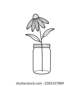 Echinacea flower in a glass jar. Composition of coneflower in a vase for home decor, design. Hand drawn line vector illustration isolated on white background.