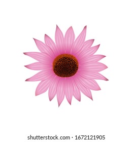 Echinacea flower head and petals, hedgehog coneflower hand drawn botanical illustration isolated on white. For prints cosmetics, hygiene, design, healthcare, folk medicine, sanitation