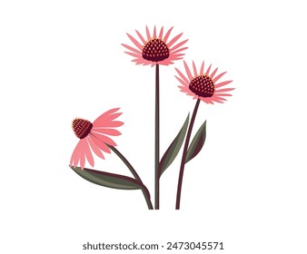 Echinacea flower isolated on white background. Healing plant logo emblem