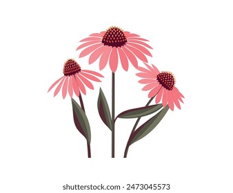 Flor de equinácea aislada sobre fondo blanco. Logotipo de la planta curativa