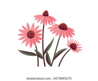 Echinacea flower isolated on white background. Healing plant logo emblem