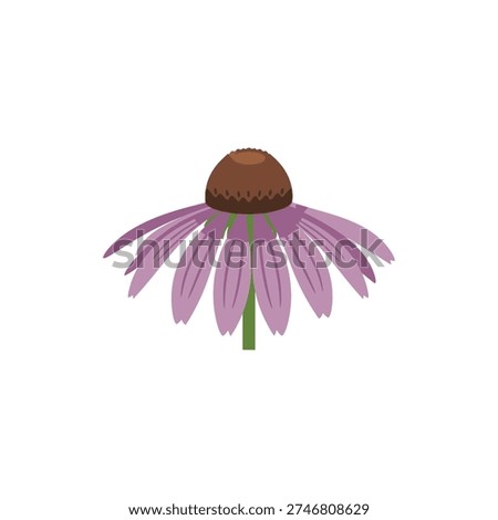 Echinacea Flower Macro Flat Illustration Vector Icon